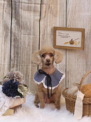 20241012バニラちゃん